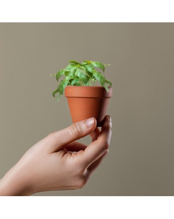 MACETA BASIL