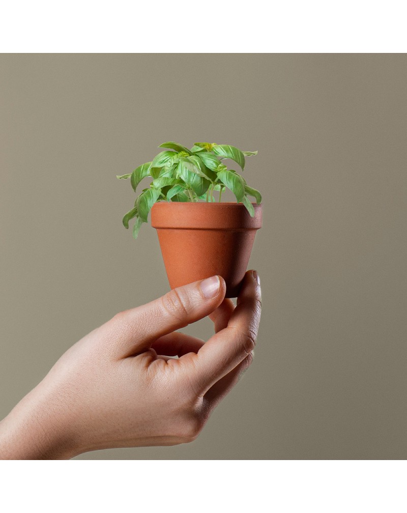 MACETA BASIL